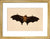 Fruit Bat print