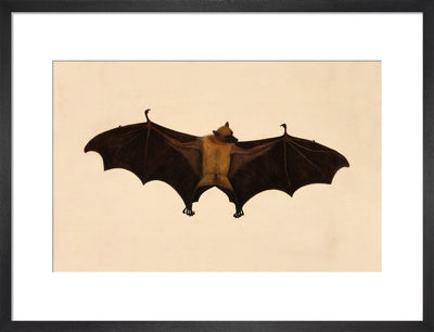 Fruit Bat print