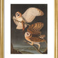 American Barn Owls print