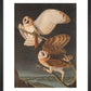 American Barn Owls print