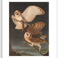American Barn Owls print
