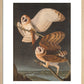 American Barn Owls print