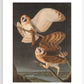 American Barn Owls print