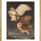 American Barn Owls print