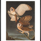 American Barn Owls print
