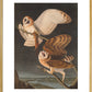 American Barn Owls print