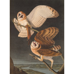 American Barn Owls print