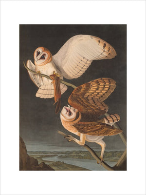 American Barn Owls print