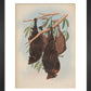 Funereal Vampire Bats print