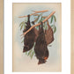 Funereal Vampire Bats print