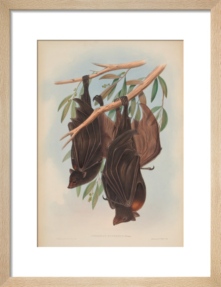 Funereal Vampire Bats print