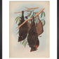 Funereal Vampire Bats print