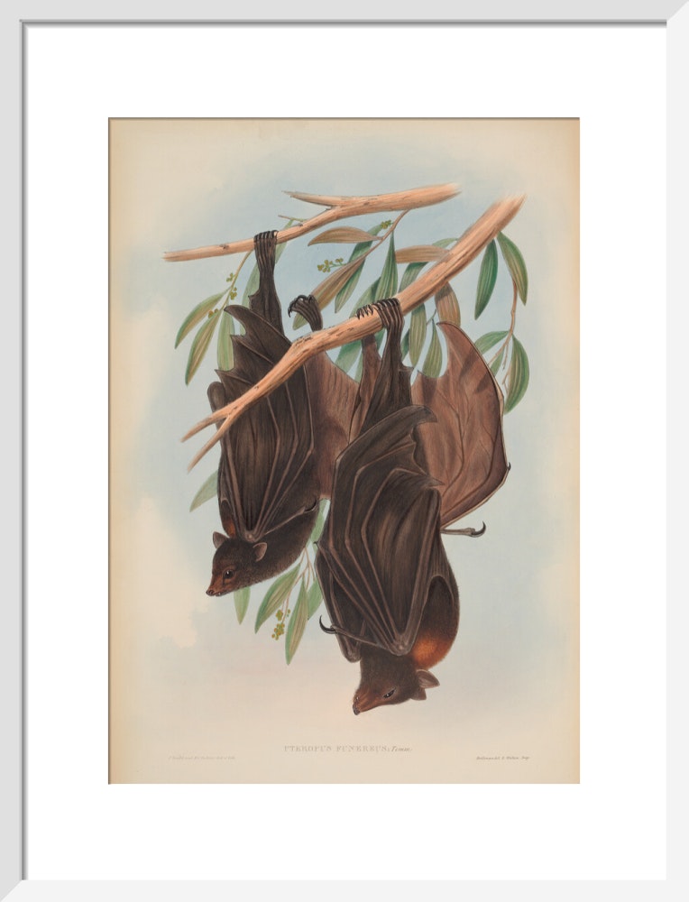 Funereal Vampire Bats print