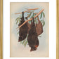 Funereal Vampire Bats print