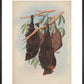 Funereal Vampire Bats print