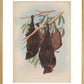 Funereal Vampire Bats print