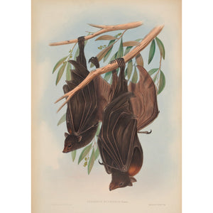 Funereal Vampire Bats print