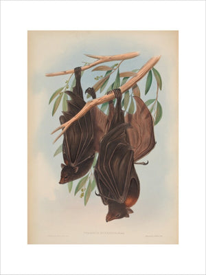 Funereal Vampire Bats print