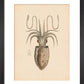 Squid print