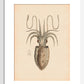 Squid print