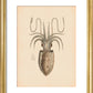 Squid print