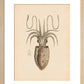 Squid print
