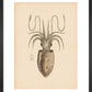 Squid print