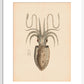 Squid print