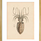 Squid print