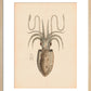 Squid print