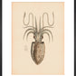 Squid print