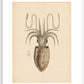 Squid print