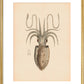 Squid print