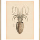 Squid print