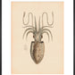 Squid print