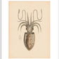 Squid print