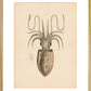 Squid print
