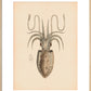 Squid print