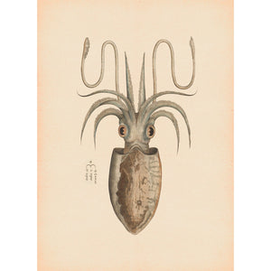 Squid print