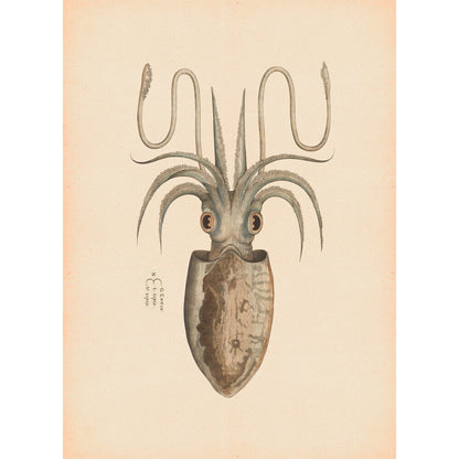 Squid print