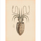 Squid print
