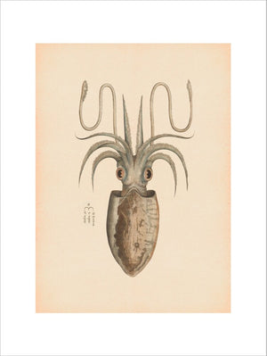 Squid print