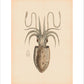 Squid print