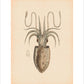 Squid print