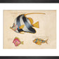 Three Fish print