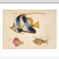 Three Fish print