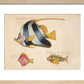 Three Fish print