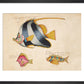 Three Fish print
