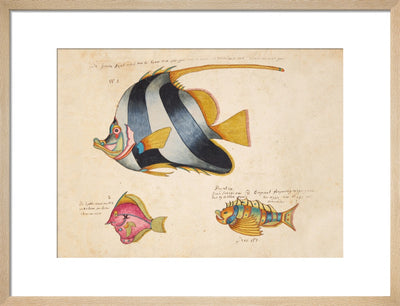 Three Fish print