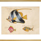Three Fish print